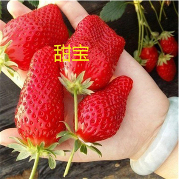 Cream strawberry all-season