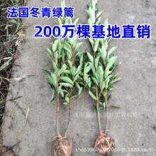 ����������G�hɺ���䱱�����S��ͥԺ�G���ļ��h�ʇ����ļ�����