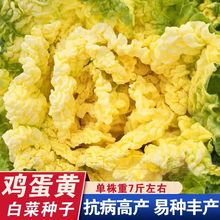 鸡蛋黄白菜种子秋季黄心大白菜籽四季快菜籽好吃蔬菜种孑
