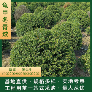 �����Lɳ��ľ����ֱ�����l���׶������ľ���Ի��Ը߾G�h����