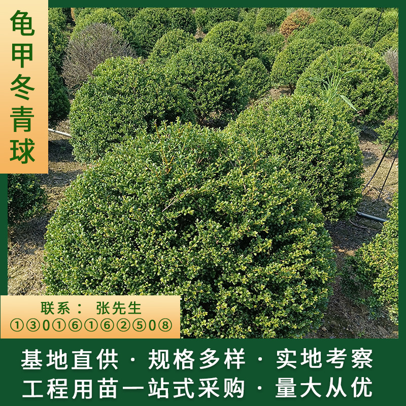 湖南长沙苗木基地直供批发龟甲冬青球灌木移栽活性高绿篱花境