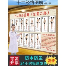 人体经络穴位标准大图骨骼肌肉儿童十二海报大挂图垒德株