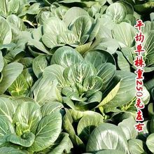 ݰ_ͲѺ~ѩͲ˷N߲˷NѴȫ