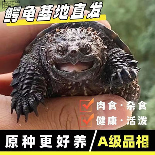 �������^�p���s��ʳ����ˮ����������С�������ﱱ��С�{�������