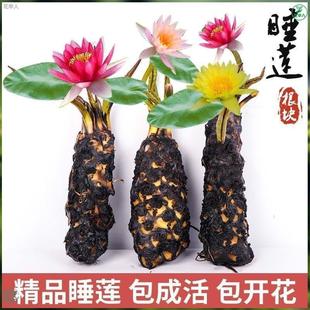 Large Water Lily Root Block Pond Flower Water Lily Rhizome Hydroponic Plant Four-Season Potted Water Lotus with Flower Buds Shipped