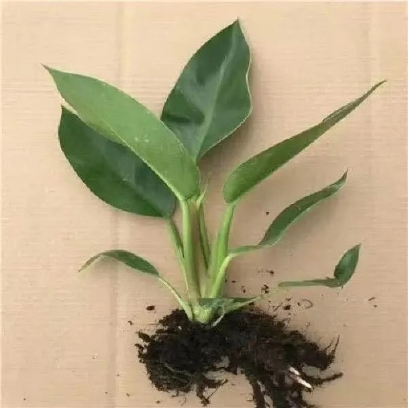 금 다이아몬드 모종 1개 [화분은 포함되지 않음]