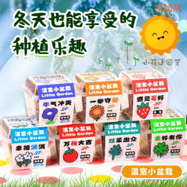 温室种植盆栽儿童花卉种子创意小礼物送全班学生桌面绿植植物盲盒