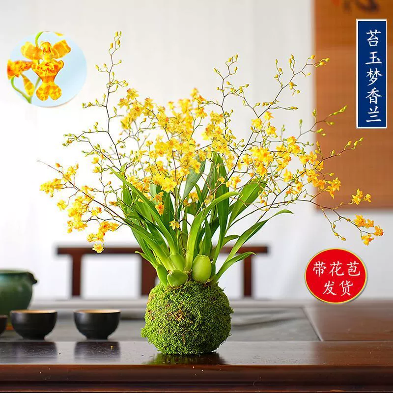 Духи мечты с цветочными бутонами, шариками из мха онцидия, новогодними цветами, сильным ароматом, для гостиной в помещении, длительный период цветения, можно выращивать в гидропонике.