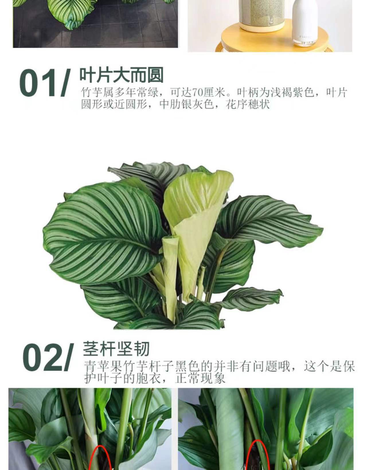 青苹果竹芋孔雀竹芋翠叶猫眼美丽双线竹芋花卉小盆栽室内四季常青 阿里巴巴 