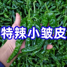 新鲜特辣小皱皮辣椒青辣虎皮椒批发现摘薄皮青椒新鲜蔬菜农家自种