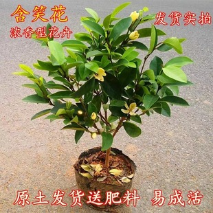 ��Ц�����玧�����ͺ������ͻ����ļ������҃�ͥԺ���F��Ц������