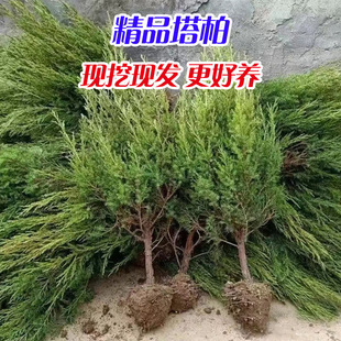 �ؘ�����ɰ����؂Ȱ����ر�؉�����@�LˮѬ��ͥԺ�@�־G������