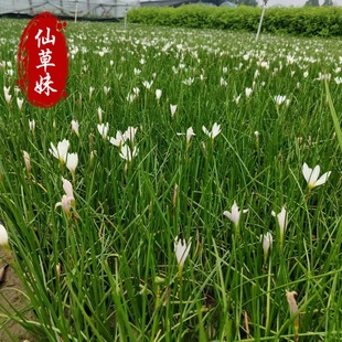Onion Orchid Seedlings, Wind and Rain Orchid Bulbs, Leek Orchid, Onion Lotus Potted Perennial Florals, North and South Cold-Resistant Park Green Belt Seedlings