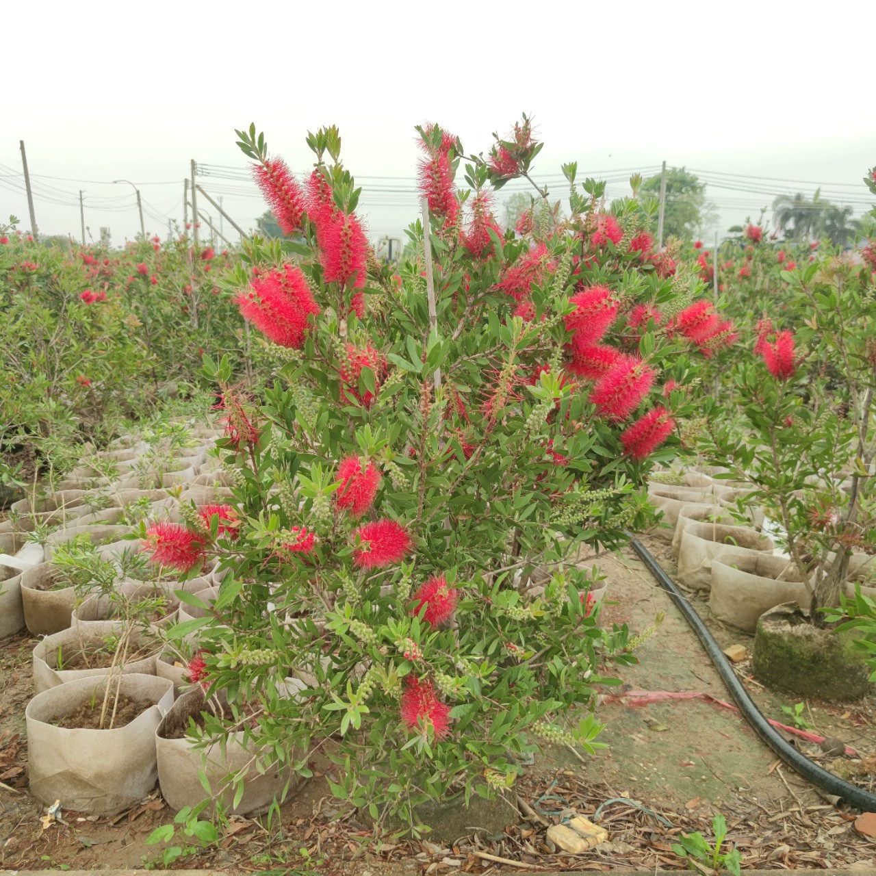 2303 база поставляет твердые палочки Meianhua Red Muli 1-2 метра Meizhi сумка саженцы южные морозостойкие кустарники