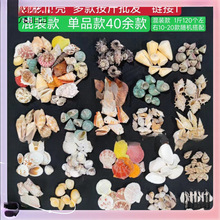 ✞贝壳 鱼缸造景40余款按斤批发彩贝小白贝鱼缸造景地中装饰