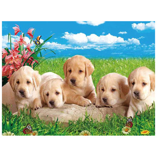 �S��ֱ�N���F؛PET���S�������w��3D/5D���w��/�������w��