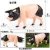 HZJM094 Jinhua pig