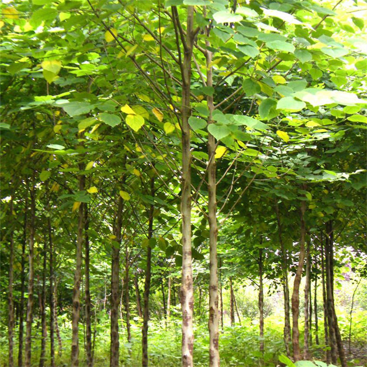 基地直销大叶构树苗野葡萄苗绿化苗木叶子可喂牛羊荒山坡地栽植