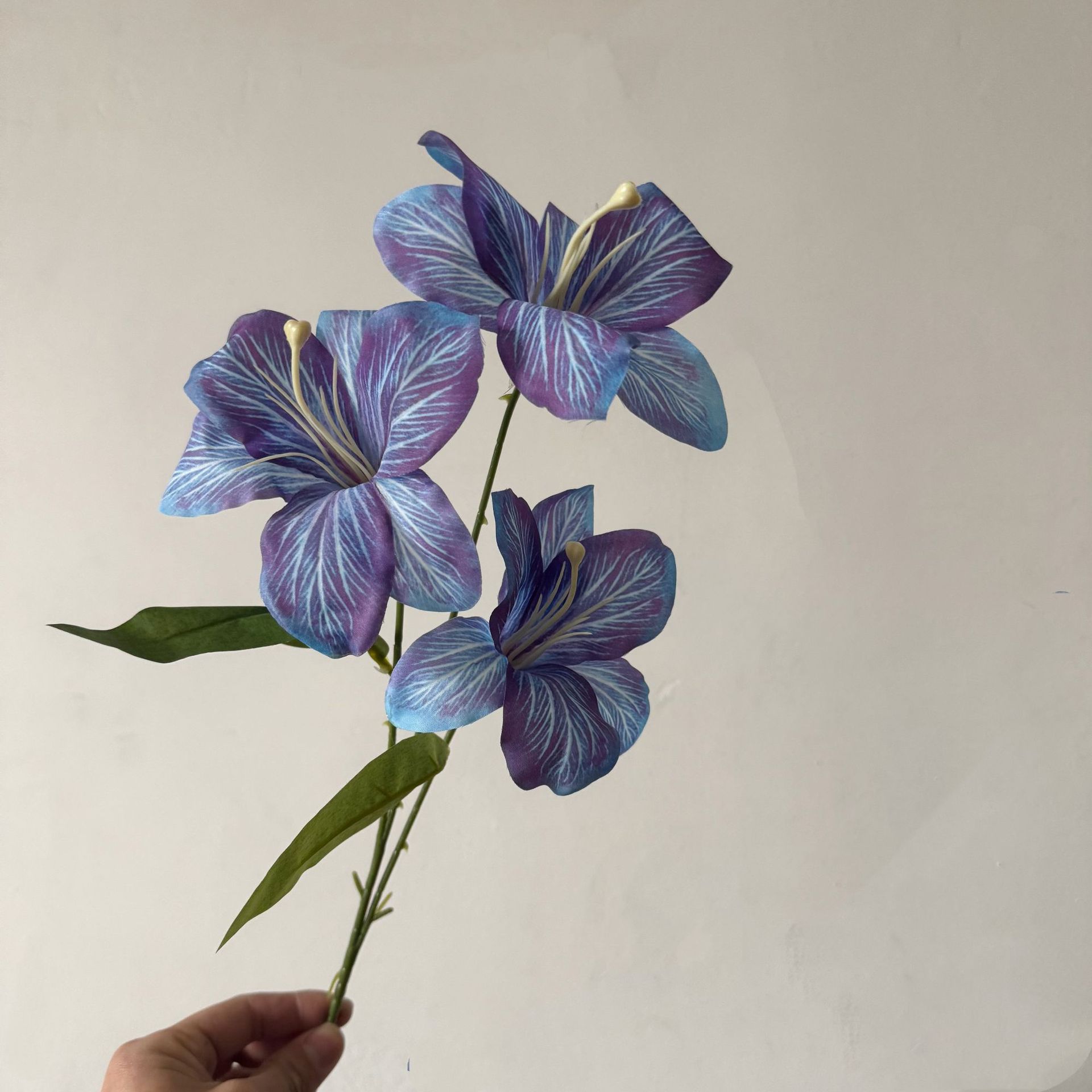 Lilium-Purple Azul