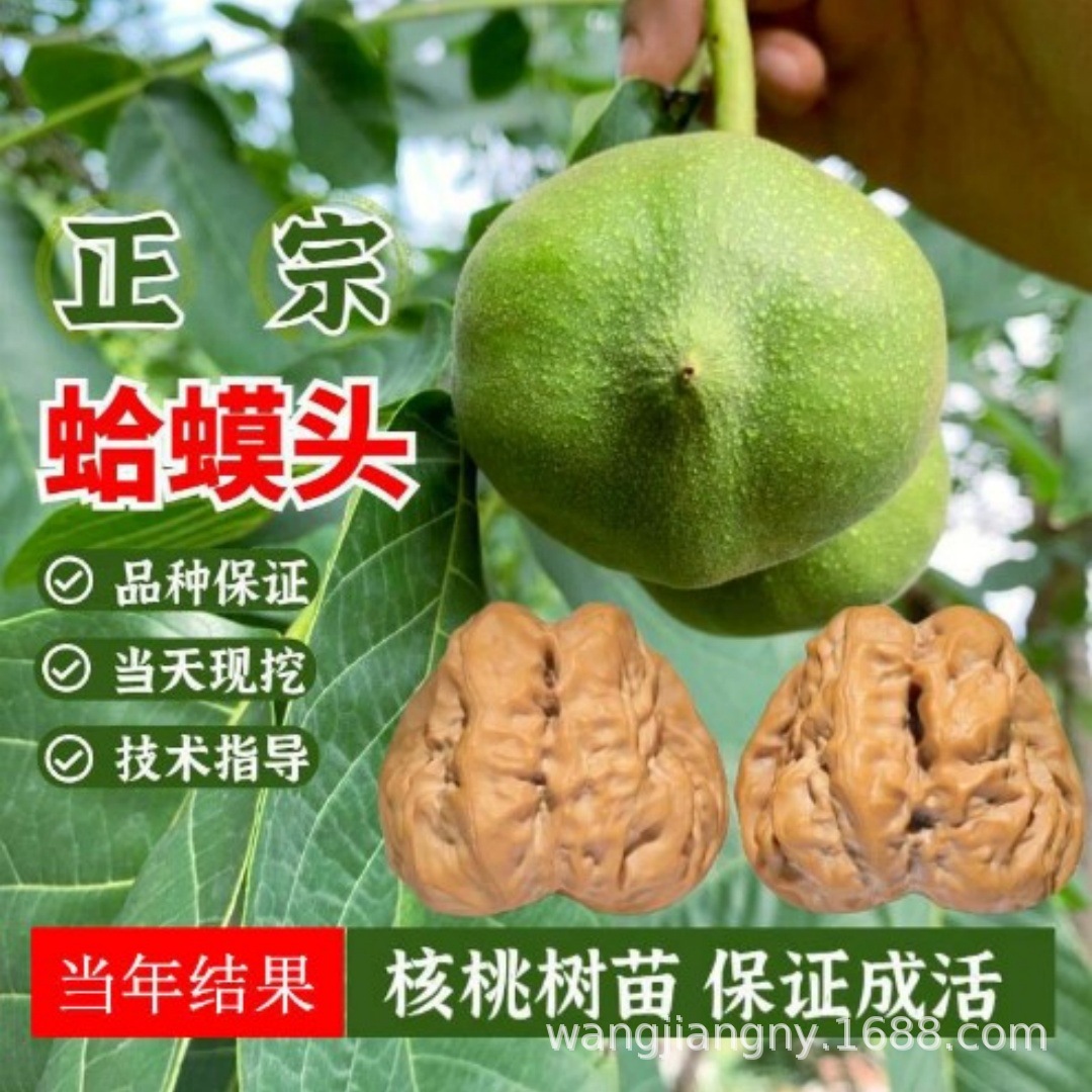 嫁接门墩文玩核桃树苗矮桩狮子头麻核桃苗盆栽北南方种植当年结果