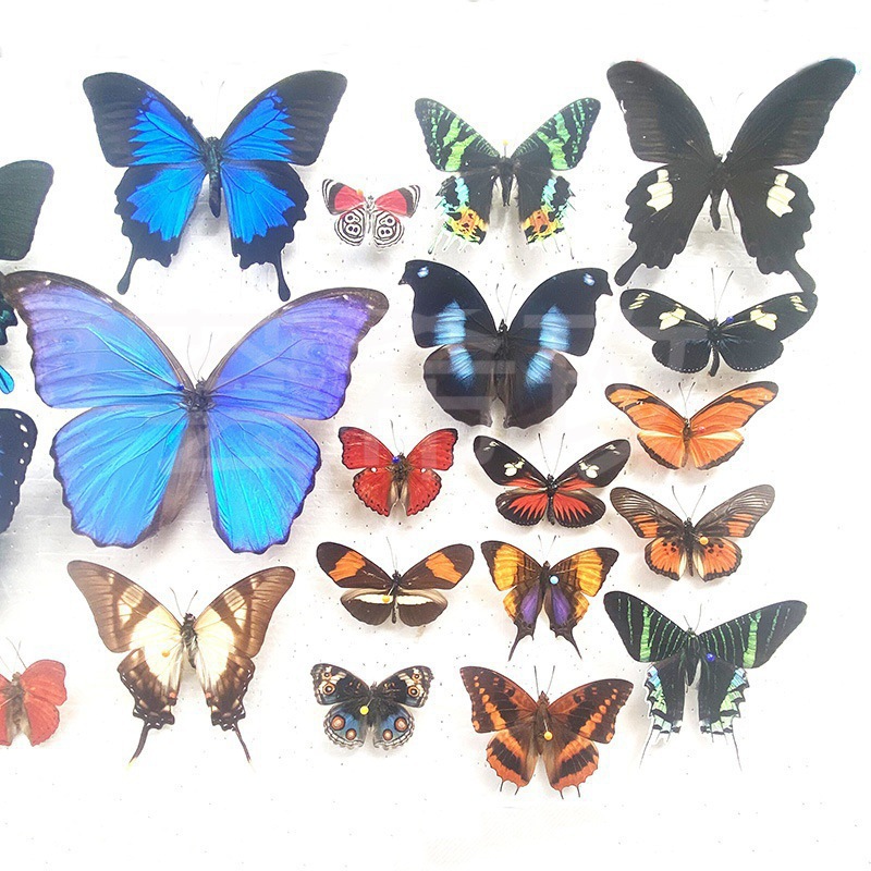 真蝴蝶标本展翅各种原蝶杂蝶绿带翠凤蝶雅灰蝶昆虫甲虫幼儿垒德株