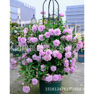 European Vine Rose Flower Seedlings Climbing Vine Seedlings Rose Rose Garden Ornamental Large Flower Rose Fragrant Flower Plants