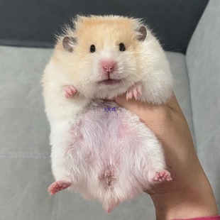 �����B���Lë���y��z����ɫ�s�y��������С�}����ʩ�ܻ��������