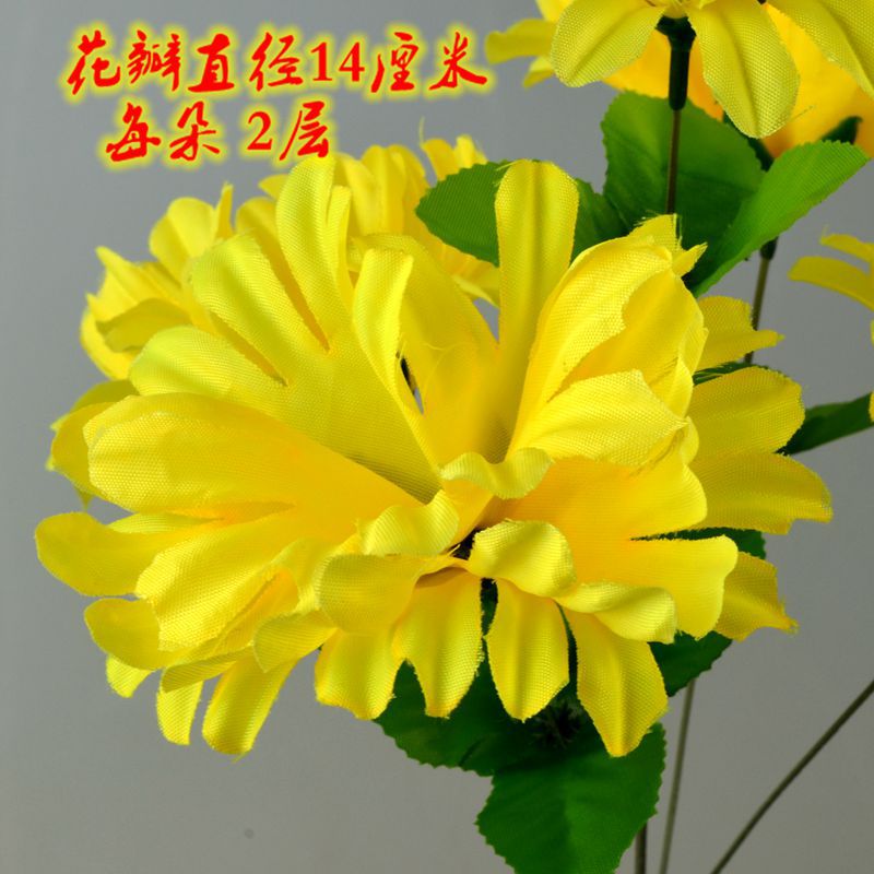 5头大丽菊2.jpg