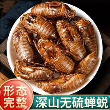精选蝉蜕500g克蝉衣新货金蝉衣蝉壳知了皮知了壳虫退蝉退壳中快发
