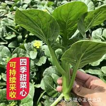 �ļ�������߲˷N������ķN�Ӱײ�̦о�N���ļ�����޷�̨���Բ�