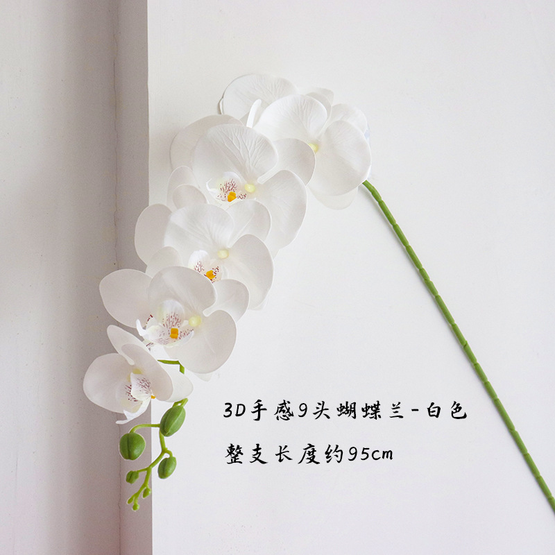 화이트