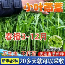 小叶茼蒿种子光杆茼蒿耐寒四季易种庭院阳台盆栽大田春秋蔬菜种子