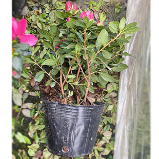 �����N18�� �����������r�ļ�������N������ ͥԺ�G���Gֲ����