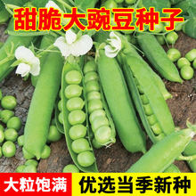 �ش����㶹�N���������Բ��㶹���v�ඹ���㶹�ͺ��ﶬ�߲˷N��