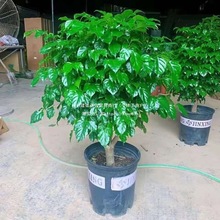 ҸԿ͏d;Gֲ辰ƽuXֲ_Iw֮լ