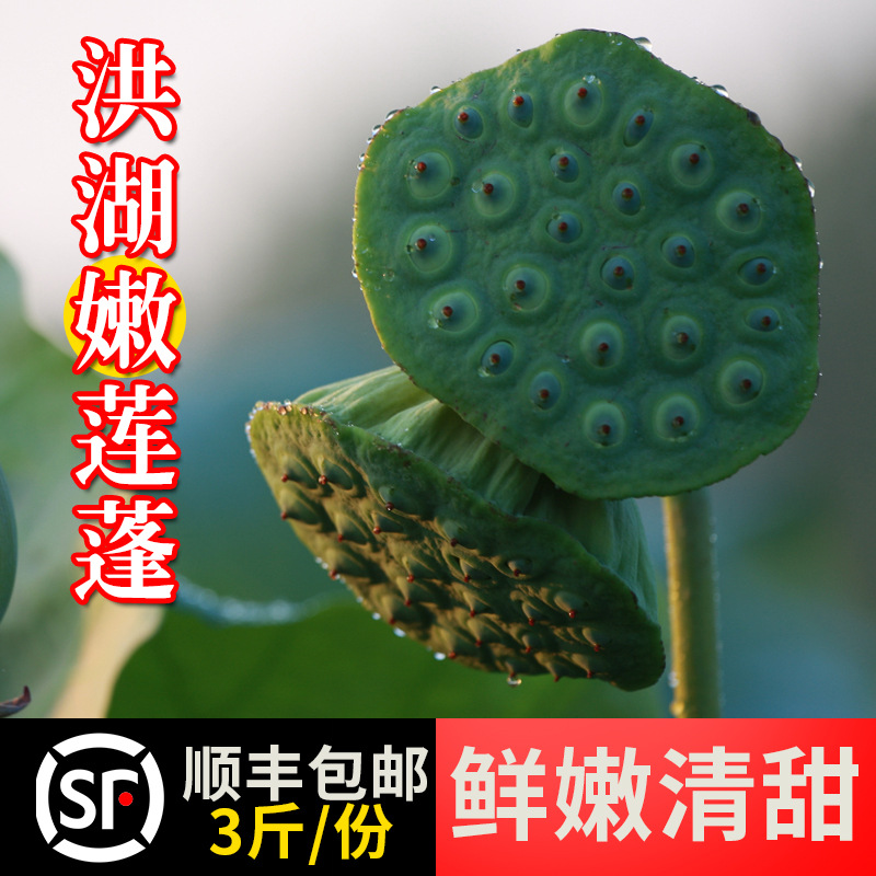 湖北洪湖莲蓬新鲜生吃莲子米嫩甜水果当季3斤现摘现发