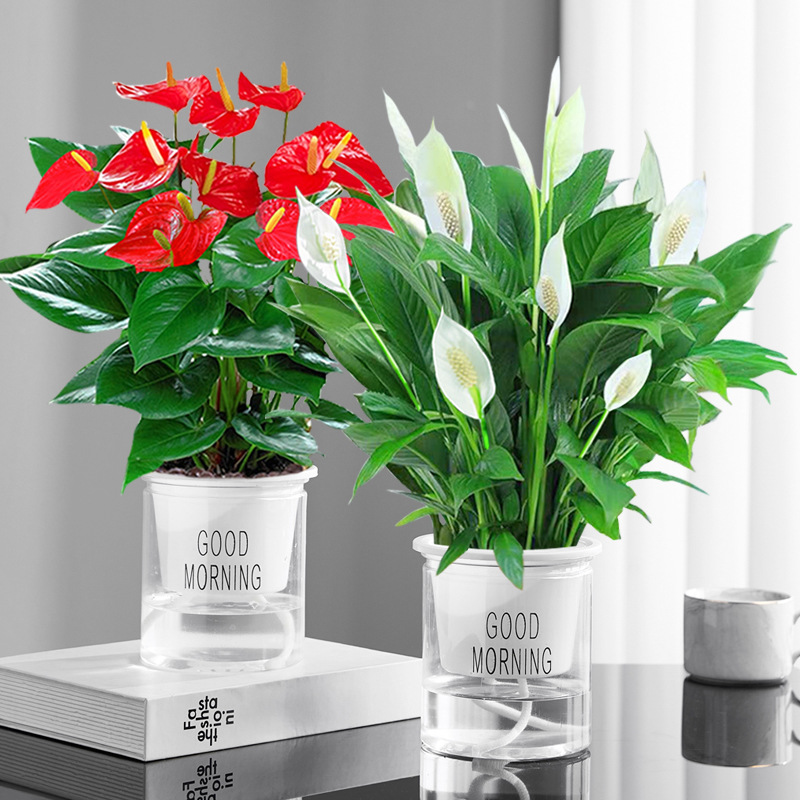 특급 안스리움 + 특급 화이트 팜 + 굿모닝 대야 2개 + 영양액