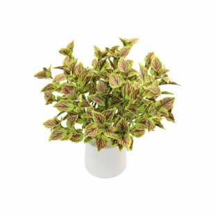 �����L�����K�~45cm��֦�����Kֲ���ļҾ�ܛ�b����Gֲ�پGֲ