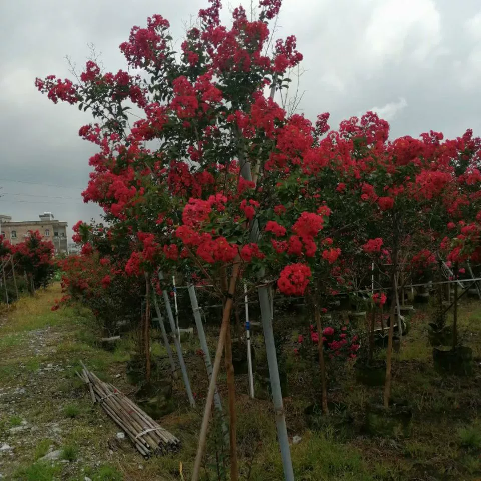 2108 база поставляет однокалиберную американскую красную ракету Lagerstroemia 3-4 см