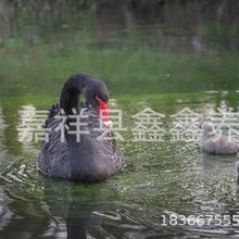 养殖场出售珍禽黑天鹅活体 景区园林湖边观赏黑天鹅 家养庭院养殖