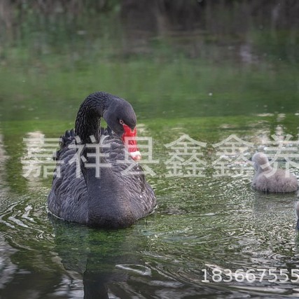 养殖场出售珍禽黑天鹅活体 景区园林湖边观赏黑天鹅 家养庭院养殖