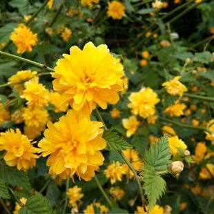 �@�־G����ľͥԺ�����ʾ�ֲ��������������ذ���Ļ����ͺ�����