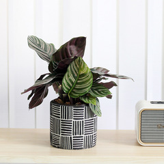 創意做舊黑色水泥花盆復古圓柱海芋北歐桌面透氣套盆陶盆部落風