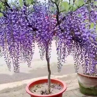 Long Vine Seedlings 2-- 4m Original Soil Delivered Wisteria Flower Seedlings Potted Ground Plants Climbing Plants Courtyard Balcony Wall Decoration