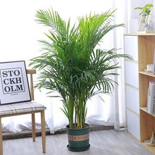 ����Ҭ��ɢβ�������k���҃Ȳ��������ֲ��Gֲ�������������՚�