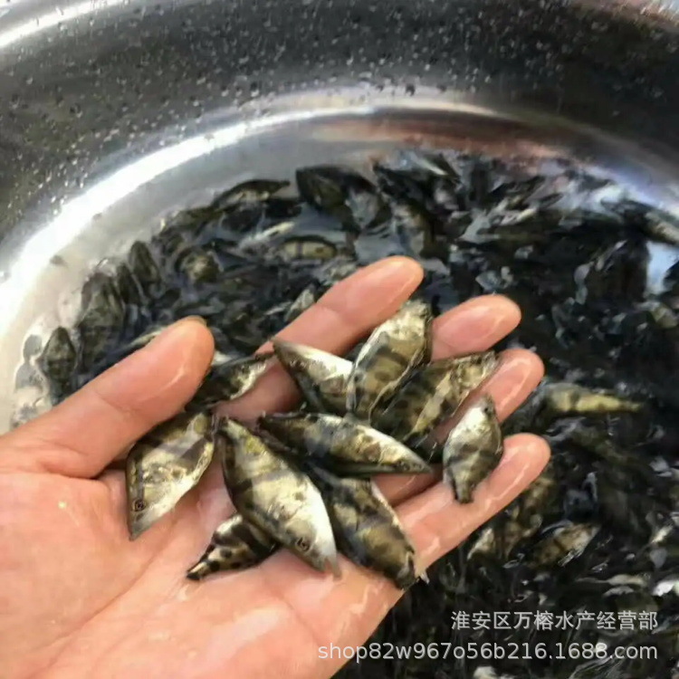 鳜鱼苗