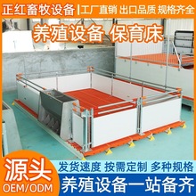 正红畜牧设备欧式保育床 仔猪用保育床 正红直供欧式保育床