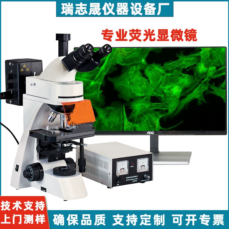 Флуоресцентный микроскоп для лаборатории специального ультрафиолетового зеленого синего цвета UVBG клетки грибка Петри часы