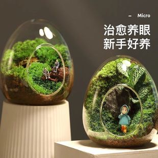 Moss Micro-Landscape Potted Ecological Bottle, Interesting and Creative Plant-Growing Small Bonsai, Office Desktop, Easy to Grow Green Plants