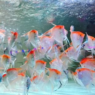 7-8cm�����ɻ��w��ɫ�Eʯ�ڰ��ʯ��؈�������ӵ�ˮ�~�Ꭷ�^�p�~